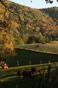 Haywood County Farm